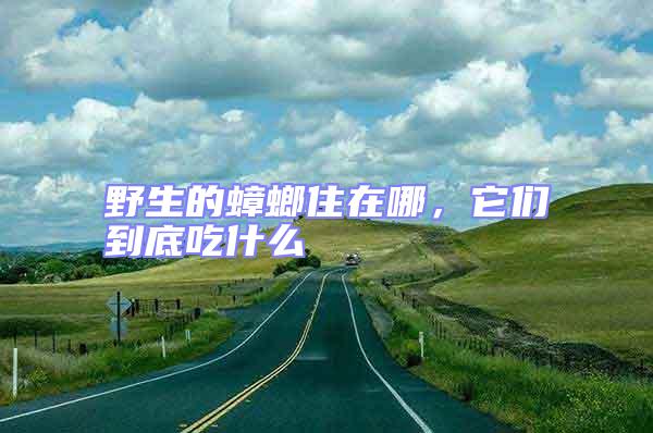 野生的蟑螂住在哪,它們到底吃什么