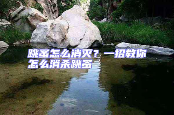 跳蚤怎么消滅?一招教你怎么消殺跳蚤