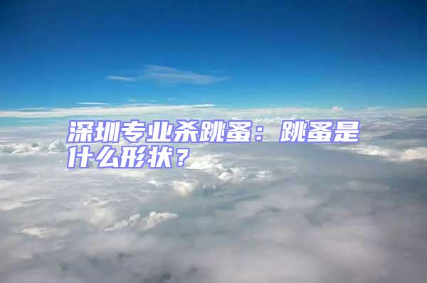 深圳專業殺跳蚤:跳蚤是什么形狀?
