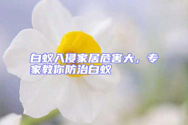 白蟻入侵家居危害大,專家教你防治白蟻