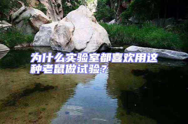 為什么實驗室都喜歡用這種老鼠做試驗？