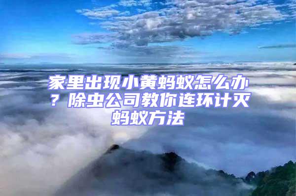 家里出現小黃螞蟻怎么辦？除蟲公司教你連環計滅螞蟻方法