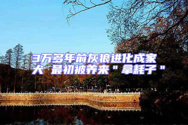 3萬多年前灰狼進化成家犬 最初被養(yǎng)來"拿耗子"