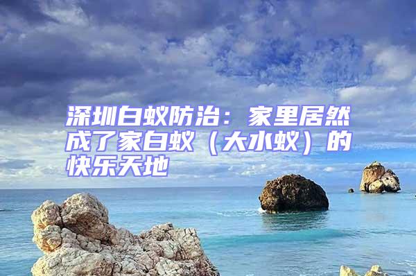 深圳白蟻防治:家里居然成了家白蟻(大水蟻)的快樂天地