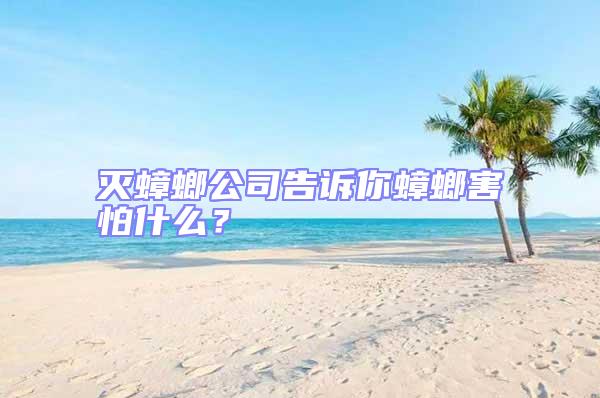 滅蟑螂公司告訴你蟑螂害怕什么?