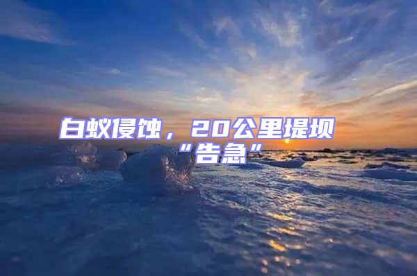 白蟻侵蝕,20公里堤壩“告急”