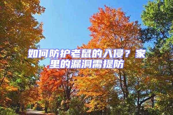 如何防護(hù)老鼠的入侵？家里的漏洞需提防