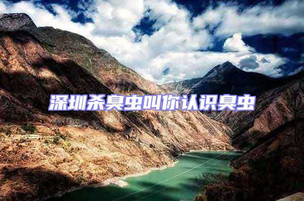 深圳殺臭蟲叫你認識臭蟲
