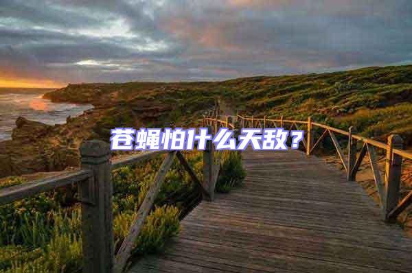 蒼蠅怕什么天敵?