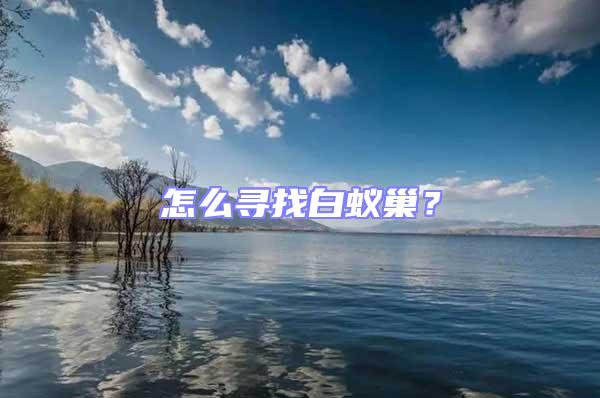 怎么尋找白蟻巢?