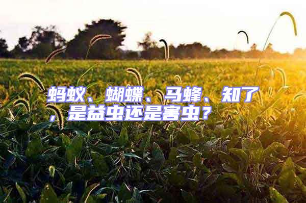 螞蟻、蝴蝶、馬蜂、知了,是益蟲還是害蟲?