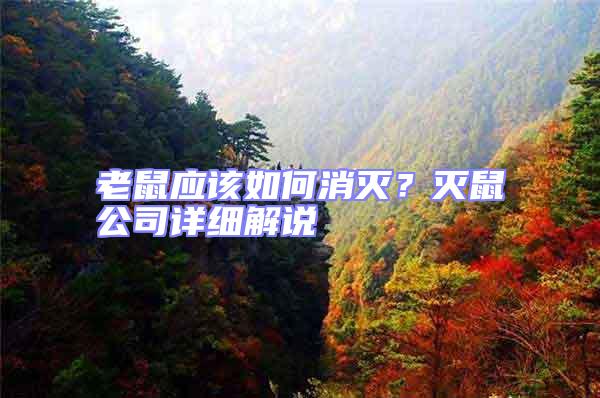 老鼠應該如何消滅?滅鼠公司詳細解說