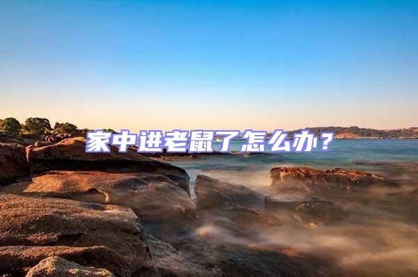 家中進老鼠了怎么辦?