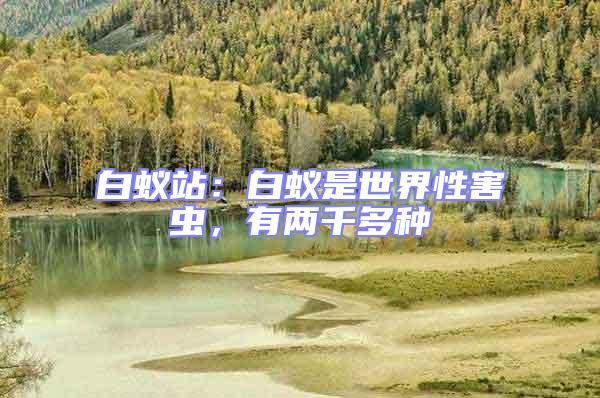 白蟻站:白蟻是世界性害蟲,有兩千多種