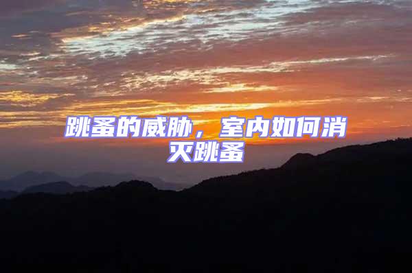 跳蚤的威脅,室內(nèi)如何消滅跳蚤
