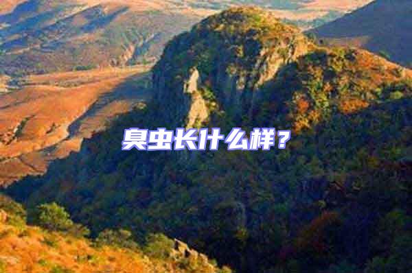 臭蟲長什么樣?