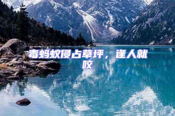 毒螞蟻侵占草坪，逢人就咬