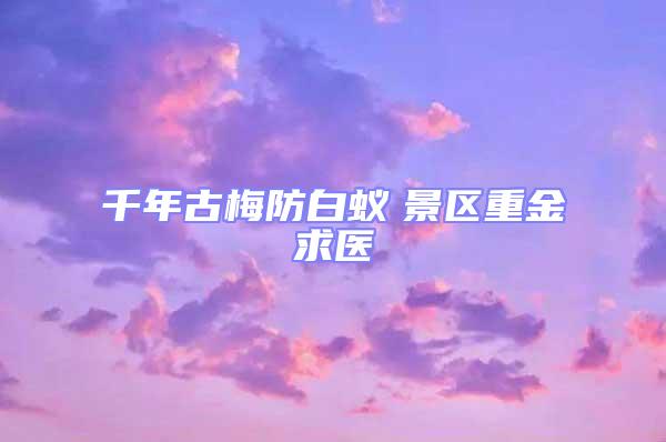 千年古梅防白蟻 景區重金求醫