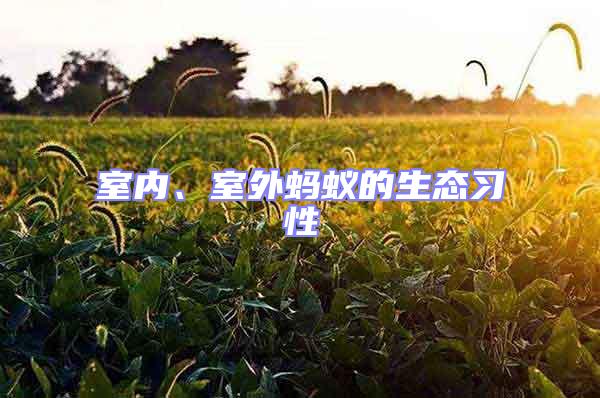 室內(nèi)、室外螞蟻的生態(tài)習性