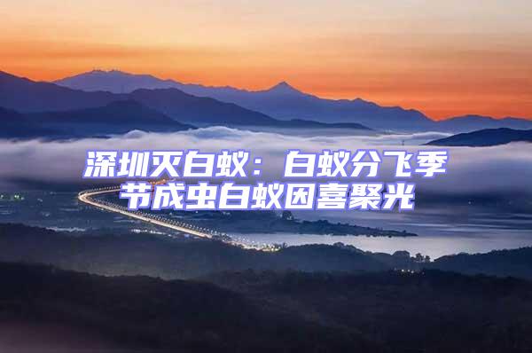 深圳滅白蟻:白蟻分飛季節成蟲白蟻因喜聚光