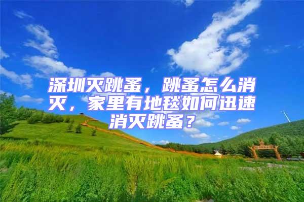 深圳滅跳蚤，跳蚤怎么消滅，家里有地毯如何迅速消滅跳蚤？