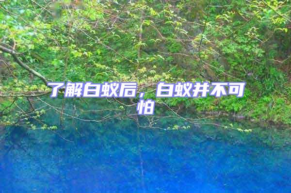 了解白蟻后,白蟻并不可怕