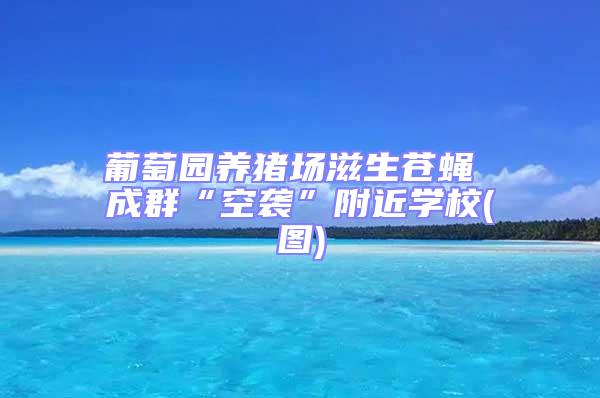 葡萄園養(yǎng)豬場(chǎng)滋生蒼蠅 成群“空襲”附近學(xué)校(圖)