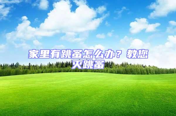 家里有跳蚤怎么辦?教您滅跳蚤