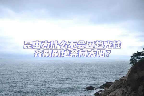 昆蟲為什么不會因趨光性齊刷刷地奔向太陽?