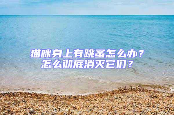 貓咪身上有跳蚤怎么辦?怎么徹底消滅它們?