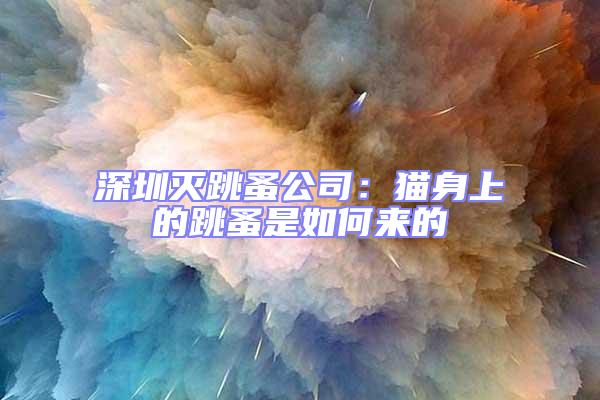 深圳滅跳蚤公司:貓身上的跳蚤是如何來的