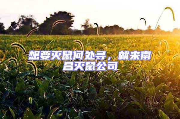 想要滅鼠何處尋,就來南昌滅鼠公司