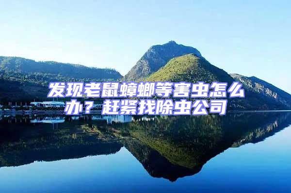 發(fā)現老鼠蟑螂等害蟲怎么辦?趕緊找除蟲公司