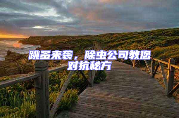 跳蚤來襲,除蟲公司教您對抗秘方