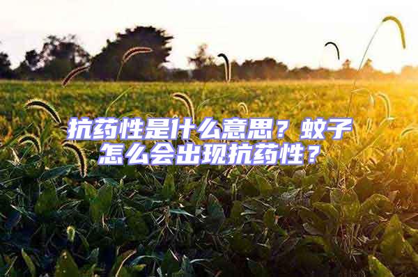 抗藥性是什么意思?蚊子怎么會出現抗藥性?