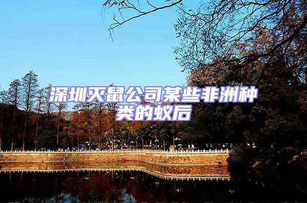 深圳滅鼠公司某些非洲種類(lèi)的蟻后