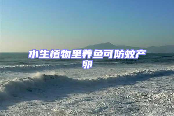 水生植物里養(yǎng)魚可防蚊產(chǎn)卵