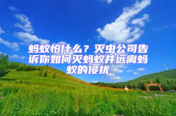 螞蟻怕什么?滅蟲公司告訴你如何滅螞蟻并遠離螞蟻的侵擾