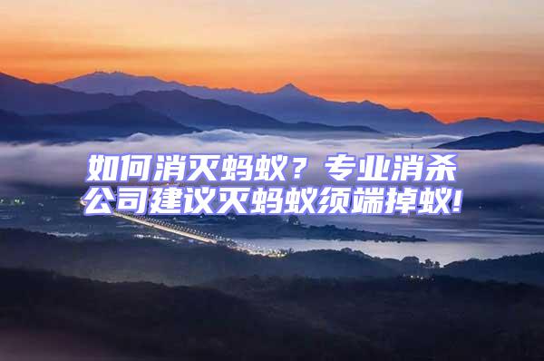 如何消滅螞蟻?專業消殺公司建議滅螞蟻須端掉蟻!