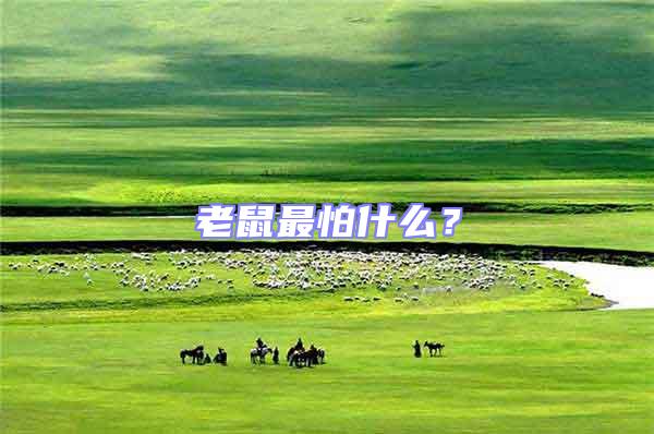老鼠最怕什么？