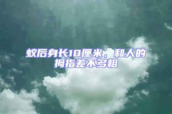 蟻后身長10厘米,和人的拇指差不多粗