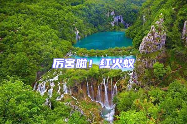 厲害啦!紅火蟻