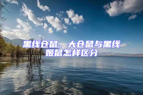 黑線倉鼠、大倉鼠與黑線姬鼠怎樣區(qū)分
