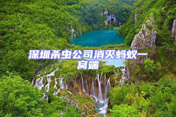 深圳殺蟲(chóng)公司消滅螞蟻一窩端