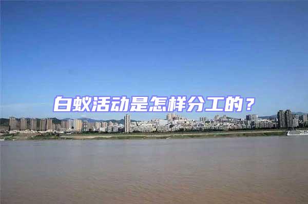 白蟻活動是怎樣分工的?