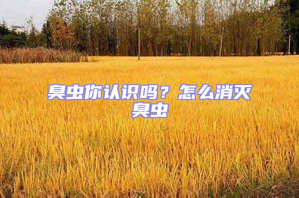 臭蟲你認(rèn)識(shí)嗎？怎么消滅臭蟲
