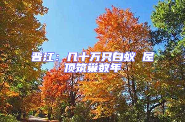 晉江:幾十萬只白蟻 屋頂筑巢數年