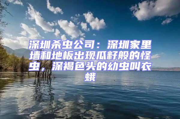 深圳殺蟲公司：深圳家里墻和地板出現(xiàn)瓜籽般的怪蟲，深褐色頭的幼蟲叫衣蛾