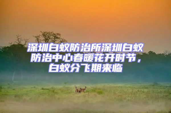 深圳白蟻防治所深圳白蟻防治中心春暖花開時節,白蟻分飛期來臨