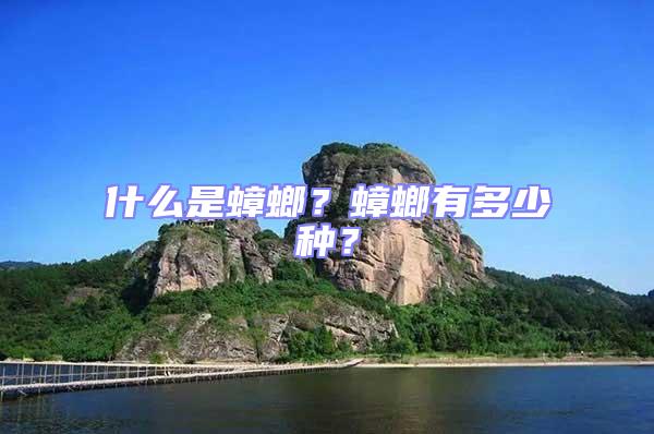 什么是蟑螂?蟑螂有多少種?